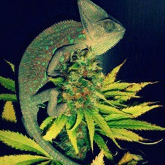 Swan Fyahbwoy   Ya Te Avise