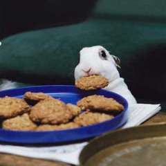 GrizzlyMix - Projekt Kekse (Kekse 3)