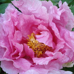 Lah Life Radio Podcasts