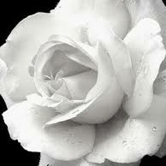 White Rose Petals