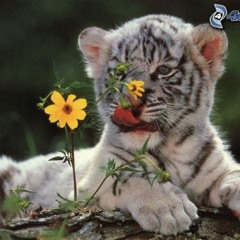 The Tiger and The Flower