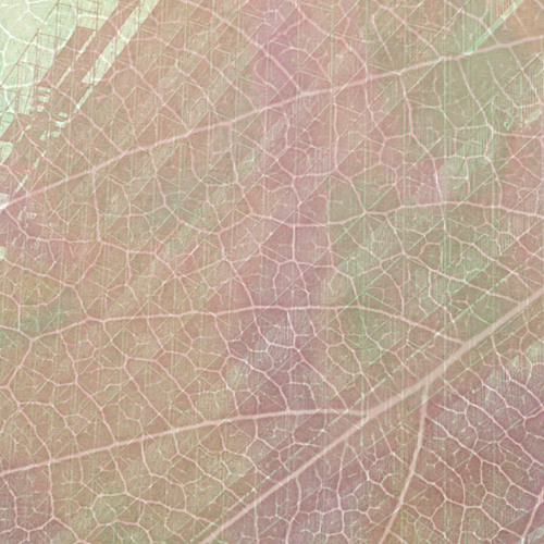 葉脈への転身 [transform to vein] (with DOC MASTERMIND)