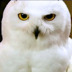 Hedwig theme