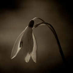 Patrick Kevin Govan - Prelude to Sorrow