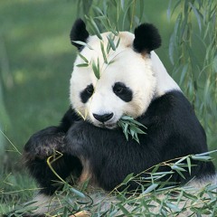 FAUXE - Thanks Ms Panda ♥