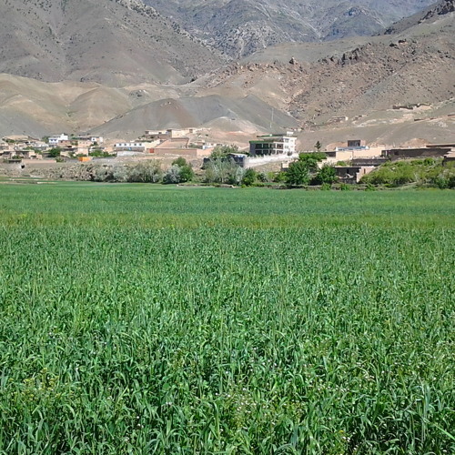 صوفي مجيد پنجشيري
