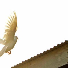 Forest Gump Main Theme