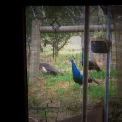 There Are Peacocks Outside