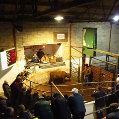 The Sunken Hum Broadcast 75 - The Meditative Sounds of The Drumshanbo Cattle Mart - 16 March 2013