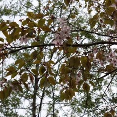 From Japanese poetry of the Silver Age (for soprano, flute & piano)