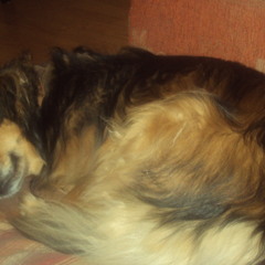 The Sally Gardens (with Dave McKeown)