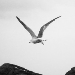 レフトサイダー・C