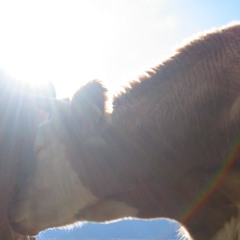 Kilo Live Preview Spring 2013 Exclusive new material!