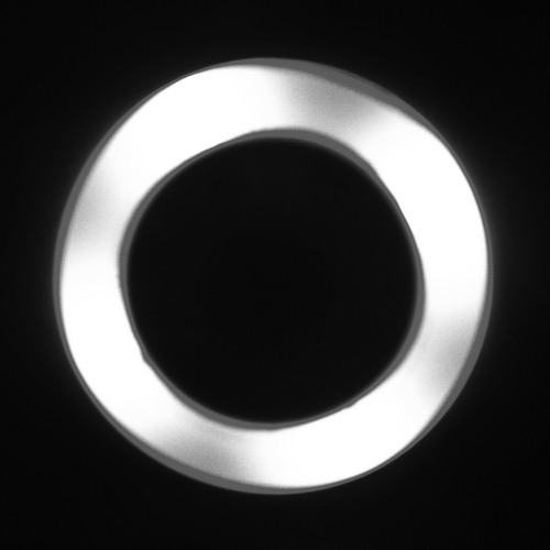 Gold Zebra - Invisible Disorder