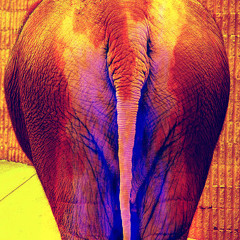 Elephant A$$ Co-Starring Joe smooth