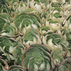 Fratres, Avro Paert for cello and piano