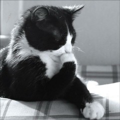 Cat - Bursalı Mısın Kadifeli Gelin