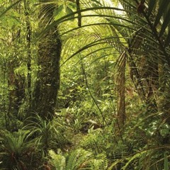 La Jungle