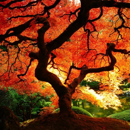 From controlling to observing to pure being
