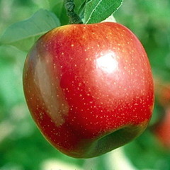 صوفی مجید پنجشیری