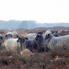 Ulf Alexander - Deep Heidschnucke Mix March 13