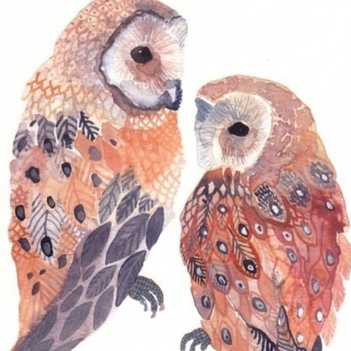 Cocoon -Owls (cover)