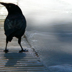 END OF THE WORLD by the Fireflies