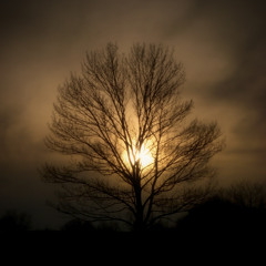 Soul Tree [FREE DOWNLOAD]