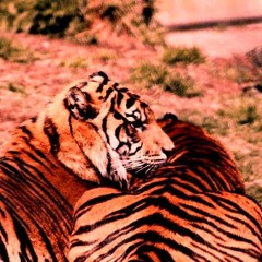 Bruni Pagan = Fantasy (The SyntheTigers Are Yours Edit) STE19 *320kbps FREE DOWNLOAD*