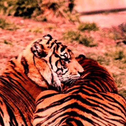 Bruni Pagan = Fantasy (The SyntheTigers Are Yours Edit) STE19 *320kbps FREE DOWNLOAD*