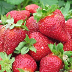 Strawberries (Free Download)