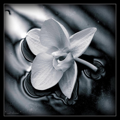 No Words Necessary (Piano Mix)