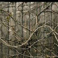 Vines