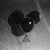 Artwork for Mr FijiWiji - Mr FijiWiji's Deadmau5 Remixes - 01 Deadmau5 - Aural Psynapse (Mr FijiWiji Remix)
