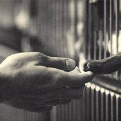 Animals Help