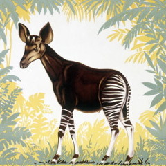 Kotelett&Zadak-Okapi