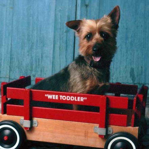 "JEFF, SUZY, & ROSS" by Thomas & Dubbe