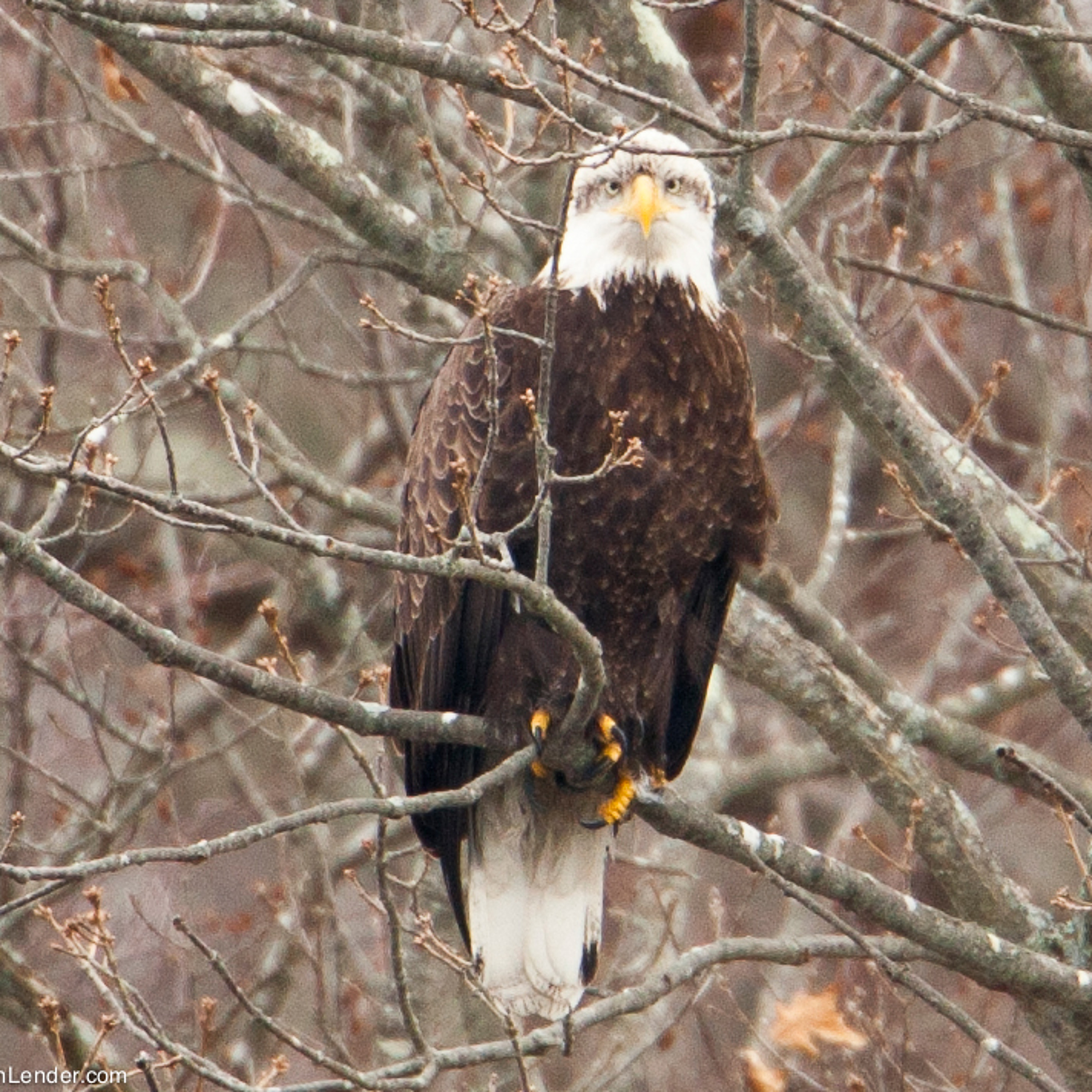 Bald Eagles on the Connecticut River episode artwork