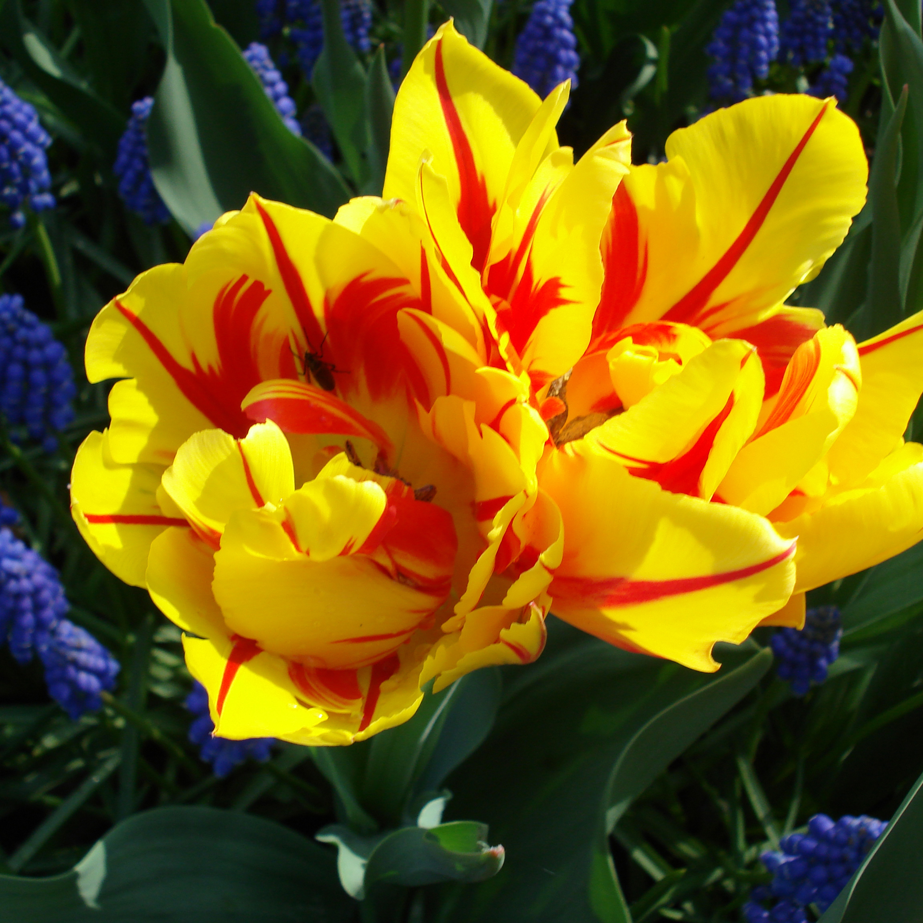 Creating Tulips episode artwork