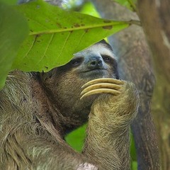 NIR-Z snare test (ABR WhiteWashed)