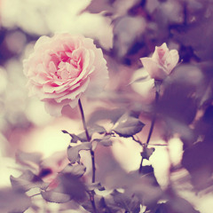 Rose Petals