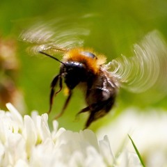 Flight Of The Bumblebee [amateur piano + synth]