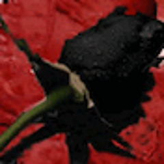 The Black Rose (BEAT)