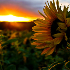 Parascal Sommer  Sonnenschein
