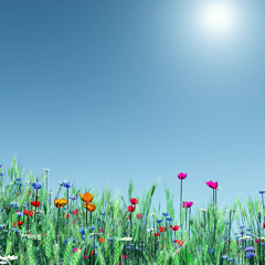 My Spring 2013