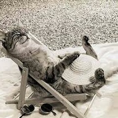 My Cat Knows How to Relax