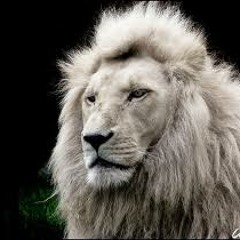 MASBEATS*REGGAE SNIPPET*