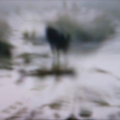 Stalkers,  fukushima zone