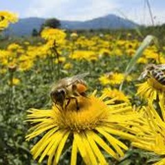 Bee Ing by wikiwalet