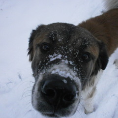 3zla - dusty planets (test version)